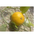 Grapefruit červený BIO 1 kg (Grep) na slunci dozrávaný